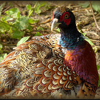 Buy canvas prints of THE COLOURS AND PATTERNS IN NATURE..THE PHEASANT  by ROS RIDLEY