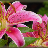 Buy canvas prints of RAINDROPS ON LILIES  by ROS RIDLEY