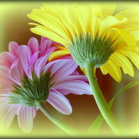 Buy canvas prints of  GERBERA DUO by ROS RIDLEY