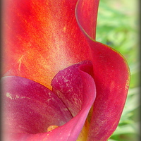 Buy canvas prints of SUNLIGHT THROUGH THE CALLA LILY  by ROS RIDLEY