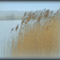 Buy canvas prints of GRASSES IN THE MORNING MIST  by ROS RIDLEY