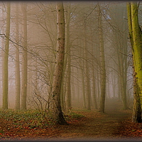 Buy canvas prints of  "MISTY WOOD" by ROS RIDLEY
