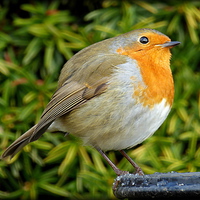 Buy canvas prints of "ROUND ROBIN"  by ROS RIDLEY