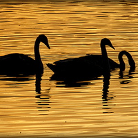 Buy canvas prints of  "SWANS IN THE SUNSET" by ROS RIDLEY