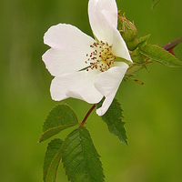 Buy canvas prints of "DOG ROSE"  by ROS RIDLEY