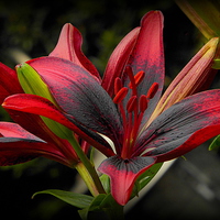 Buy canvas prints of  "RED AND BLACK GARDEN LILY" by ROS RIDLEY
