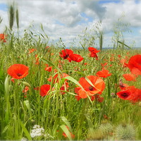 Buy canvas prints of "IN THE POPPY FIELD" by ROS RIDLEY