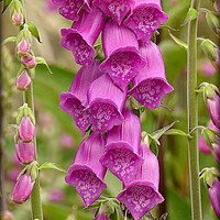 Buy canvas prints of "THE HUMBLE FOXGLOVE" by ROS RIDLEY