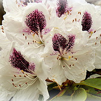 Buy canvas prints of "WHITE RHODODENDRONS " by ROS RIDLEY