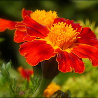 Buy canvas prints of "RED MARIGOLDS" by ROS RIDLEY