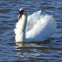 Buy canvas prints of "SWAN IN THE SUNSHINE" by ROS RIDLEY