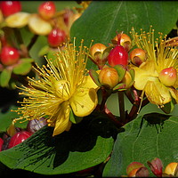 Buy canvas prints of "HYPERICUM IN THE SUNSHINE" by ROS RIDLEY