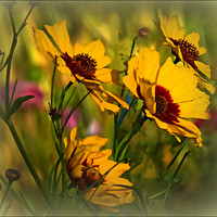 Buy canvas prints of "COSMOS IN THE BREEZY WILDFLOWER MEADOW" by ROS RIDLEY