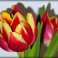 Buy canvas prints of "TULIP TIME" by ROS RIDLEY