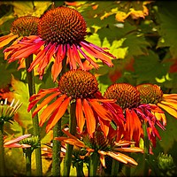 Buy canvas prints of "ECHINACEA IN THE SUNSHINE" by ROS RIDLEY