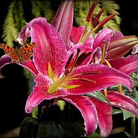 Buy canvas prints of "COMMA BUTTERFLY ON LILIES" by ROS RIDLEY