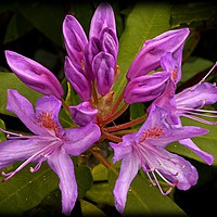 Buy canvas prints of "LILAC RHODODENDRON AT "CRAGSIDE" ROTHBURY NORTHUM by ROS RIDLEY