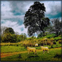 Buy canvas prints of "SPRING LAMBS AND STORMY SKIES" by ROS RIDLEY