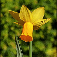 Buy canvas prints of "HAPPY DAFF" by ROS RIDLEY