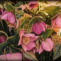 Buy canvas prints of "PINK HELLEBORE" by ROS RIDLEY