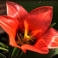 Buy canvas prints of "RED TULIP" by ROS RIDLEY