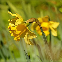 Buy canvas prints of "DAFFODILS AT THORPE PERROW 2 " by ROS RIDLEY