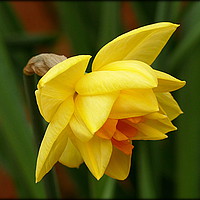 Buy canvas prints of "DOUBLE DAFFODIL" by ROS RIDLEY