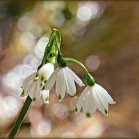 Buy canvas prints of "GIANT SNOWDROPS IN THE SUNSHINE" by ROS RIDLEY