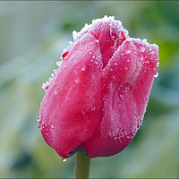 Buy canvas prints of "FROZEN TULIP" by ROS RIDLEY