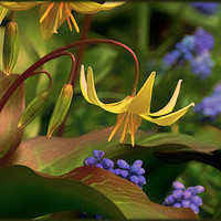 Buy canvas prints of "TROUT LILY" by ROS RIDLEY