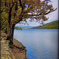 Buy canvas prints of "TREE AT THE LAKE SIDE" by ROS RIDLEY