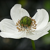 Buy canvas prints of "WHITE ANEMONE" by ROS RIDLEY