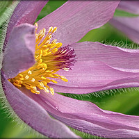 Buy canvas prints of "PULSATILLA"...WIND FLOWER by ROS RIDLEY