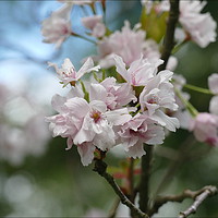 Buy canvas prints of "SPRING BLOSSOMS AT THORP PERROW ARBORETUM" by ROS RIDLEY