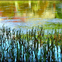 Buy canvas prints of "SUNNY REFLECTIONS IN THE LAKE" by ROS RIDLEY