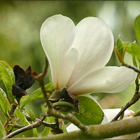 Buy canvas prints of "MAGNOLIA" by ROS RIDLEY
