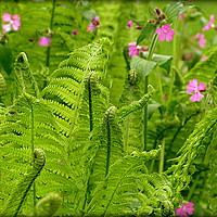 Buy canvas prints of "NEW FERNS" by ROS RIDLEY