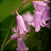 Buy canvas prints of "PINK BLUEBELLS" by ROS RIDLEY