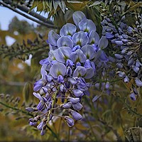 Buy canvas prints of "WISTFUL WISTERIA" by ROS RIDLEY
