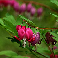 Buy canvas prints of "DICENTRA SPECTABILIS"...BLEEDING HEART. by ROS RIDLEY