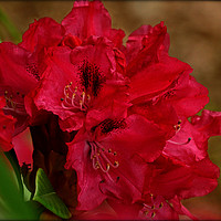 Buy canvas prints of "DEEP PINK RHODODENDRON" by ROS RIDLEY
