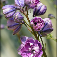 Buy canvas prints of "EMERGING PINK DELPHINIUM" by ROS RIDLEY