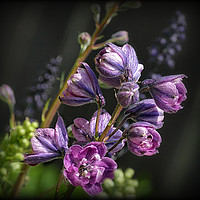 Buy canvas prints of "EMERGING PINK DELPHINIUM 2 " by ROS RIDLEY