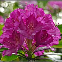 Buy canvas prints of "CERISE RHODODENDRON" by ROS RIDLEY
