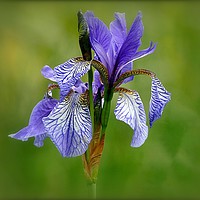 Buy canvas prints of "BLUE IRIS AT LAKE SIDE" 1 by ROS RIDLEY
