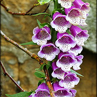 Buy canvas prints of "FOXGLOVE IN ROSE BUSH" by ROS RIDLEY