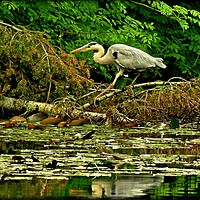 Buy canvas prints of "HERON AT THE LAKE" by ROS RIDLEY