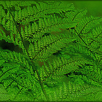 Buy canvas prints of "FERNS IN THE FOREST" by ROS RIDLEY