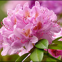 Buy canvas prints of "PINK RHODODENDRON" by ROS RIDLEY