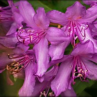 Buy canvas prints of "RHODODENDRON MACRO" by ROS RIDLEY